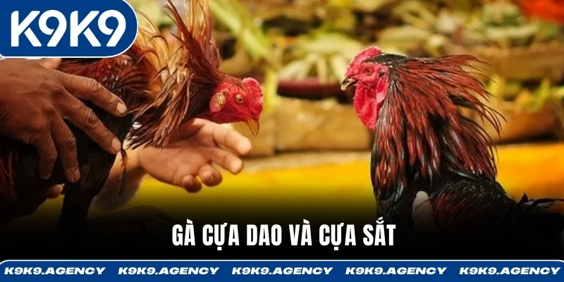Gà cựa dao và cựa sắt 