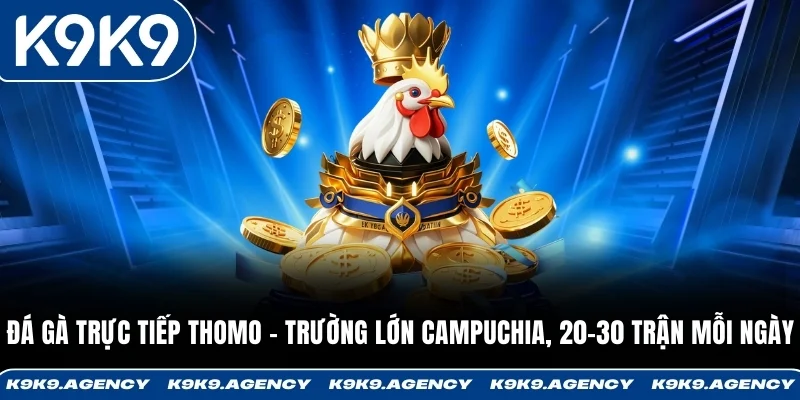 Đá Gà Trực Tiếp Thomo - Sới Gà Campuchia, 20 Trận Mỗi Ngày