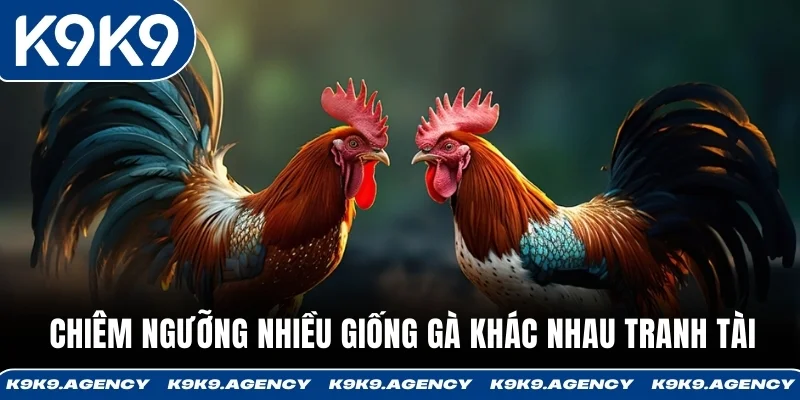 Đá Gà Cựa Dao K9K9 - Địa Chỉ Đá Gà Trực Tiếp Uy Tín 1 Cược thủ được chiêm ngưỡng nhiều giống gà khác nhau tranh tài