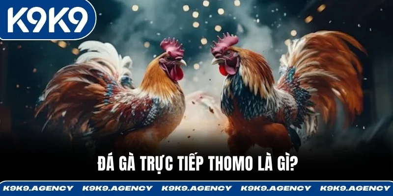 Đá gà trực tiếp Thomo là gì?