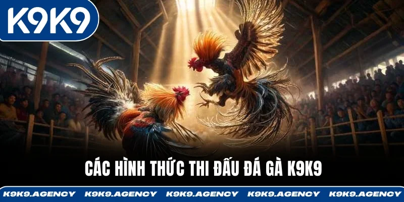 Các hình thức thi đấu đá gà K9K9