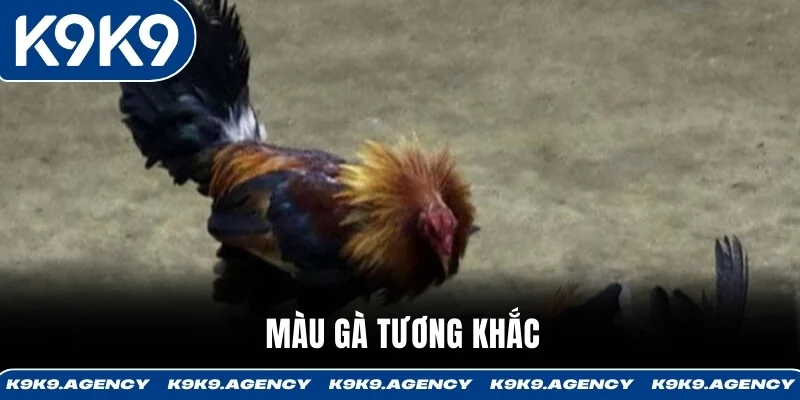 Màu gà tương khắc 