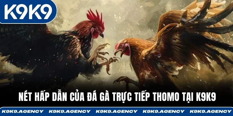 Nét hấp dẫn của đá gà trực tiếp Thomo tại K9K9